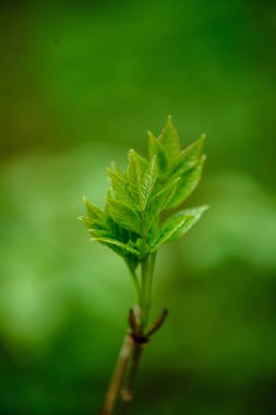 Yeşil bahar bitki örtüsü makro yakın çekim doğada