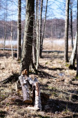 Huş ağaçları çıplak kış manzara zarar gören ağaç kabuğu ile