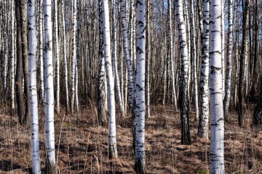 Huş ağaçları çıplak kış manzara zarar gören ağaç kabuğu ile