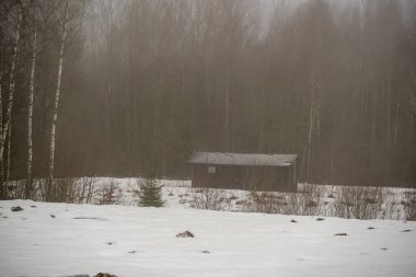 kırsal kesimde ağır sis içinde çıplak huş ağaçları
