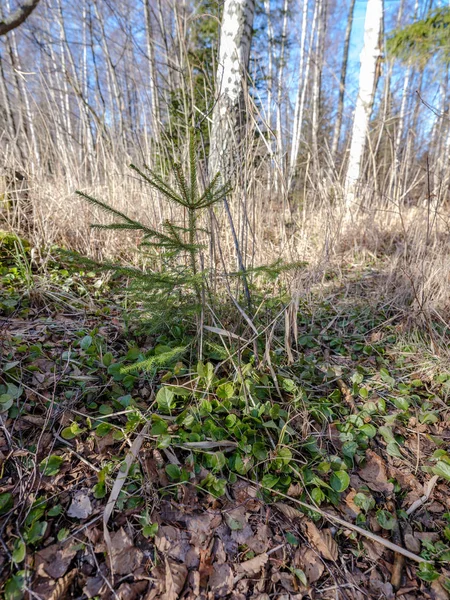 Floresta ensolarada de inverno com sobras de neve e folhagem verde — Fotografia de Stock