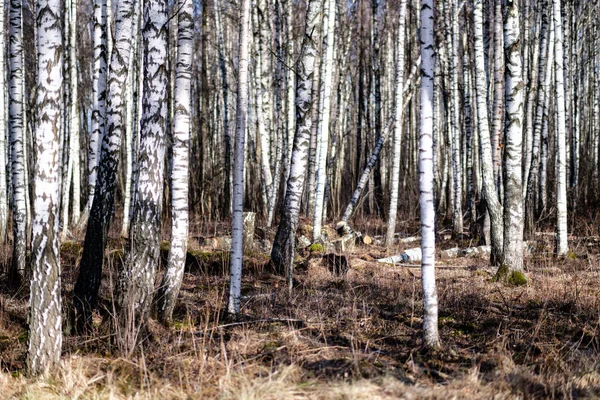 벌 거 벗은 겨울 풍경에 손상 된 나무 껍질과 자작나무 — 스톡 사진
