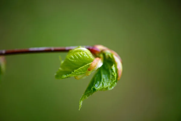 Zöld tavaszi lomb makró közelről a természetben — Stock Fotó