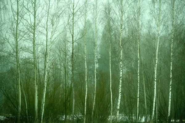 Nackte Birken im dichten Nebel auf dem Land — Stockfoto