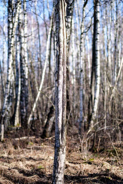 Björkar med skadad bark i nakna vinterlandskap — Stockfoto