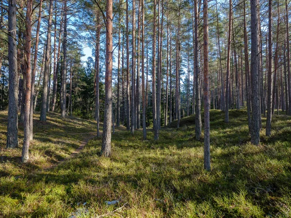 Солнечный зимний лес с остатками снега и зеленой листвы — стоковое фото