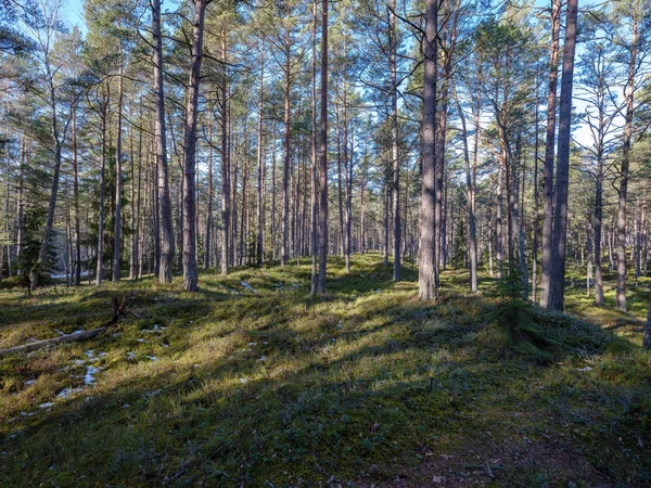 Forêt d'hiver ensoleillée avec restes de neige et feuillage vert — Photo