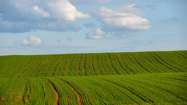 Champs verts cultivés à la campagne — Photo