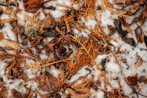 Dry tree leaves background texture on the ground — Stock Photo, Image