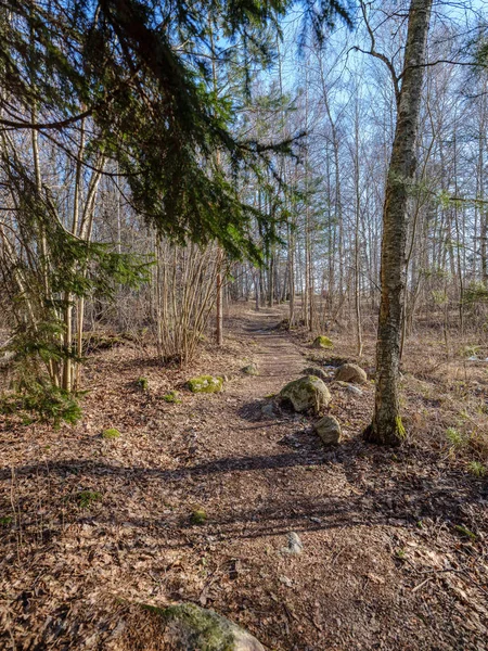 sunny winter forest with snow leftovers and green foliage