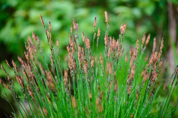 Vert printemps feuillage macro gros plan dans la nature — Photo