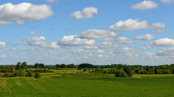 Kırsal kesimde yeşil ekili alanlar — Stok fotoğraf