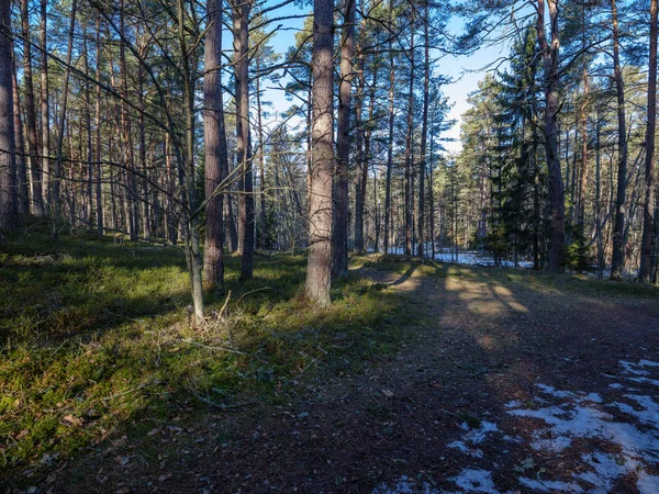 Floresta ensolarada de inverno com sobras de neve e folhagem verde — Fotografia de Stock