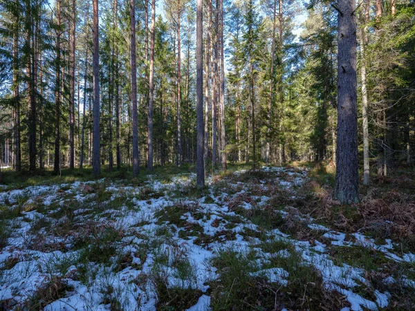 Foresta invernale soleggiata con avanzi di neve e fogliame verde — Foto Stock