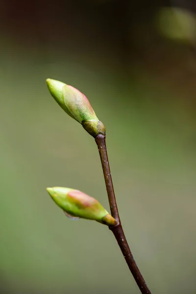 Groene lente gebladerte macro close-up in de natuur — Stockfoto