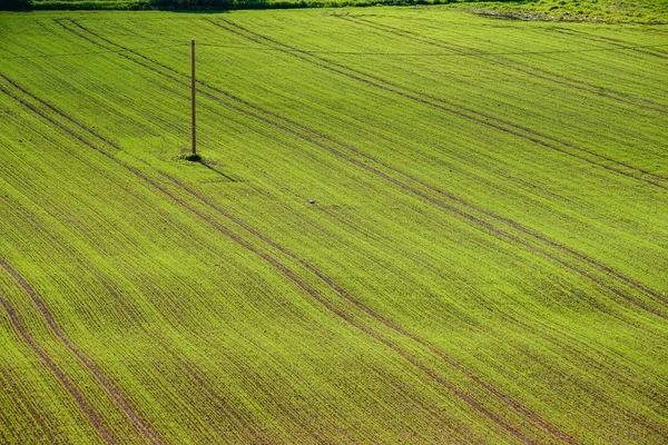 Campos verdes cultivados no campo — Fotografia de Stock