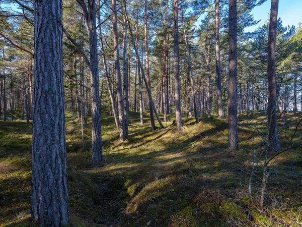 Forêt d'hiver ensoleillée avec restes de neige et feuillage vert — Photo