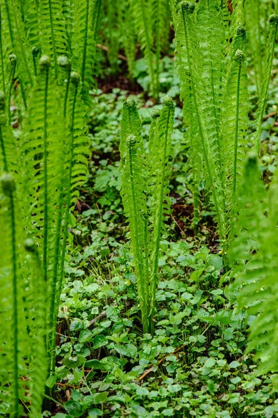 Fresh green fern leaves foliage in summer — Stock Photo, Image