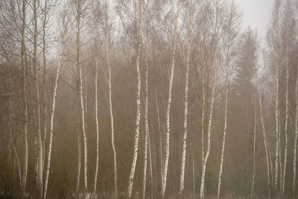 Betulle nude nella nebbia pesante in campagna — Foto Stock