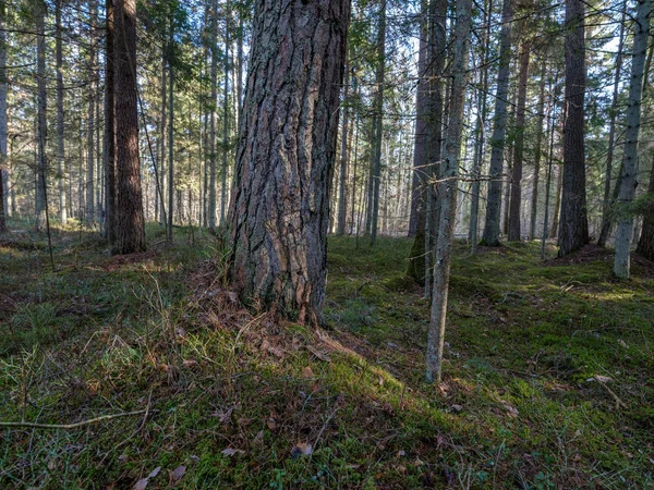 Солнечный зимний лес с остатками снега и зеленой листвы — стоковое фото