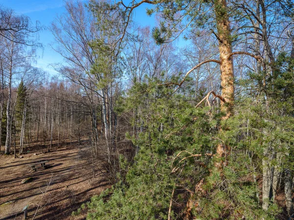 sunny winter forest with snow leftovers and green foliage