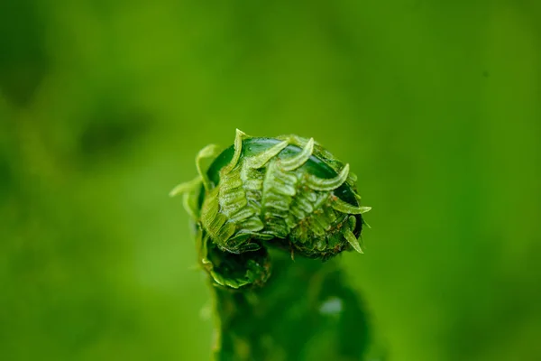 Färsk grön ormbunke lämnar bladverk i sommar — Stockfoto