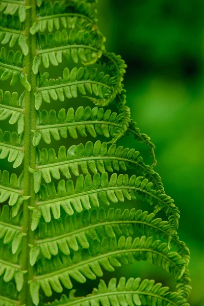 Свежие зеленые листья папоротника летом — стоковое фото