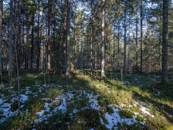 Ηλιόλουστο χειμώνα δάσος με χιόνι αποφάγια και πράσινο φύλλωμα — Φωτογραφία Αρχείου