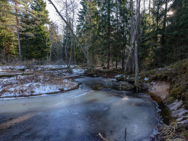 Bosque de invierno soleado con restos de nieve y follaje verde — Foto de Stock
