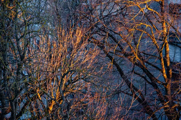 Nakna Björken i rött solljus — Stockfoto