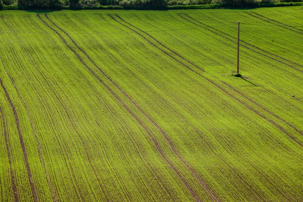 Grün bewirtschaftete Felder im Grünen — Stockfoto