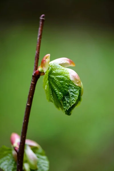 Groene lente gebladerte macro close-up in de natuur — Stockfoto