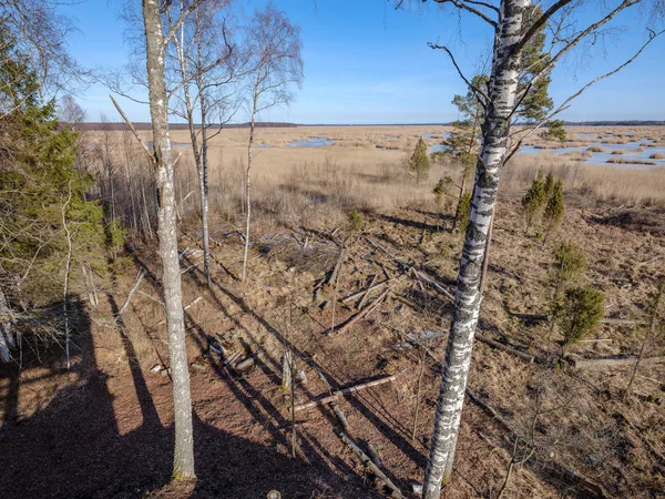 Björkar med skadad bark i nakna vinterlandskap — Stockfoto