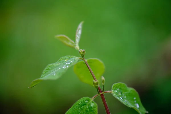 Verde primavera folhagem macro close-up na natureza — Fotografia de Stock
