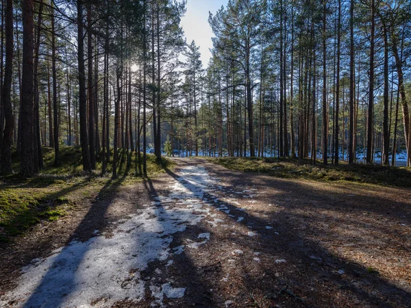 Floresta ensolarada de inverno com sobras de neve e folhagem verde — Fotografia de Stock