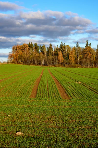 Green cultivated fields in countryside — Stock Photo, Image