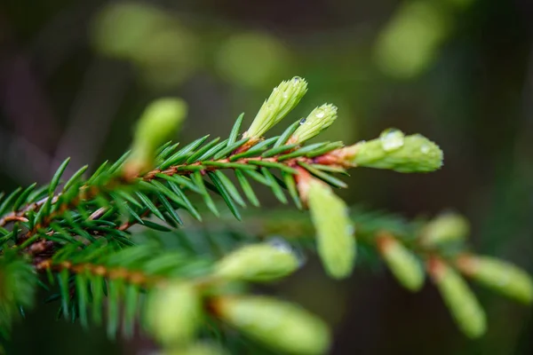 Follaje de primavera verde macro primer plano en la naturaleza —  Fotos de Stock