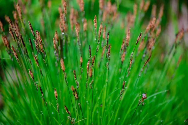 緑の春紅葉マクロは自然のクローズ アップ — ストック写真