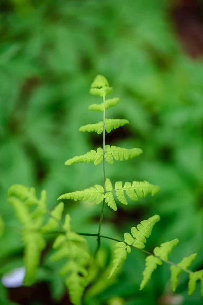 Verse groene fern verlaat bladerdek in de zomer — Stockfoto