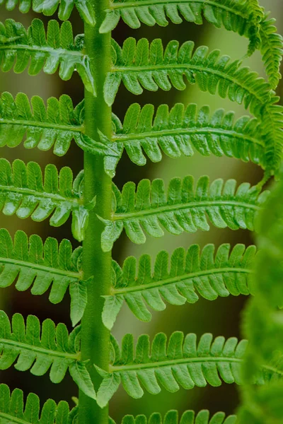 Hojas de helecho verde fresco follaje en verano —  Fotos de Stock