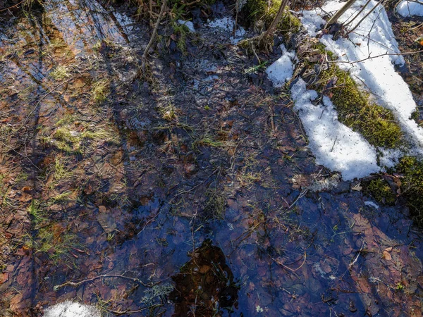 sunny winter forest with snow leftovers and green foliage