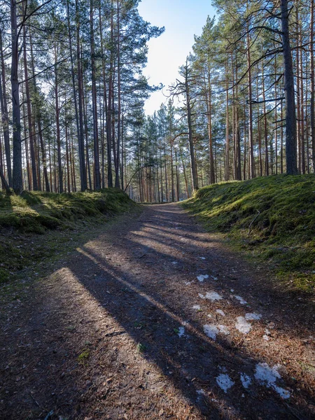 Slunečné zimní les se zbytky sněhu a zelené listí — Stock fotografie