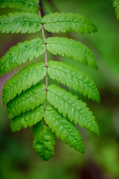 Groene lente gebladerte macro close-up in de natuur — Stockfoto