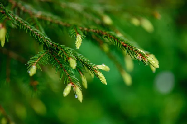 Groene lente gebladerte macro close-up in de natuur — Stockfoto