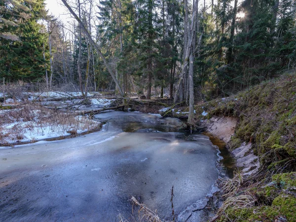 Bosque de invierno soleado con restos de nieve y follaje verde — Foto de Stock