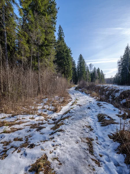 sunny winter forest with snow leftovers and green foliage