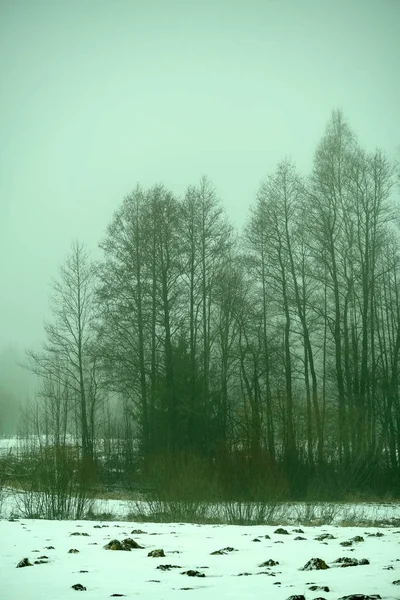 Kırsal kesimde ağır sis içinde çıplak huş ağaçları — Stok fotoğraf