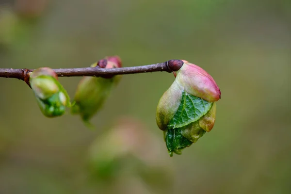 Yeşil bahar bitki örtüsü makro yakın çekim doğada — Stok fotoğraf