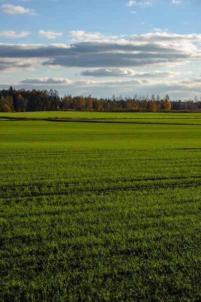 Grün bewirtschaftete Felder im Grünen — Stockfoto