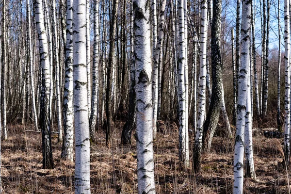 Abedules con corteza dañada en paisaje de invierno desnudo — Foto de Stock